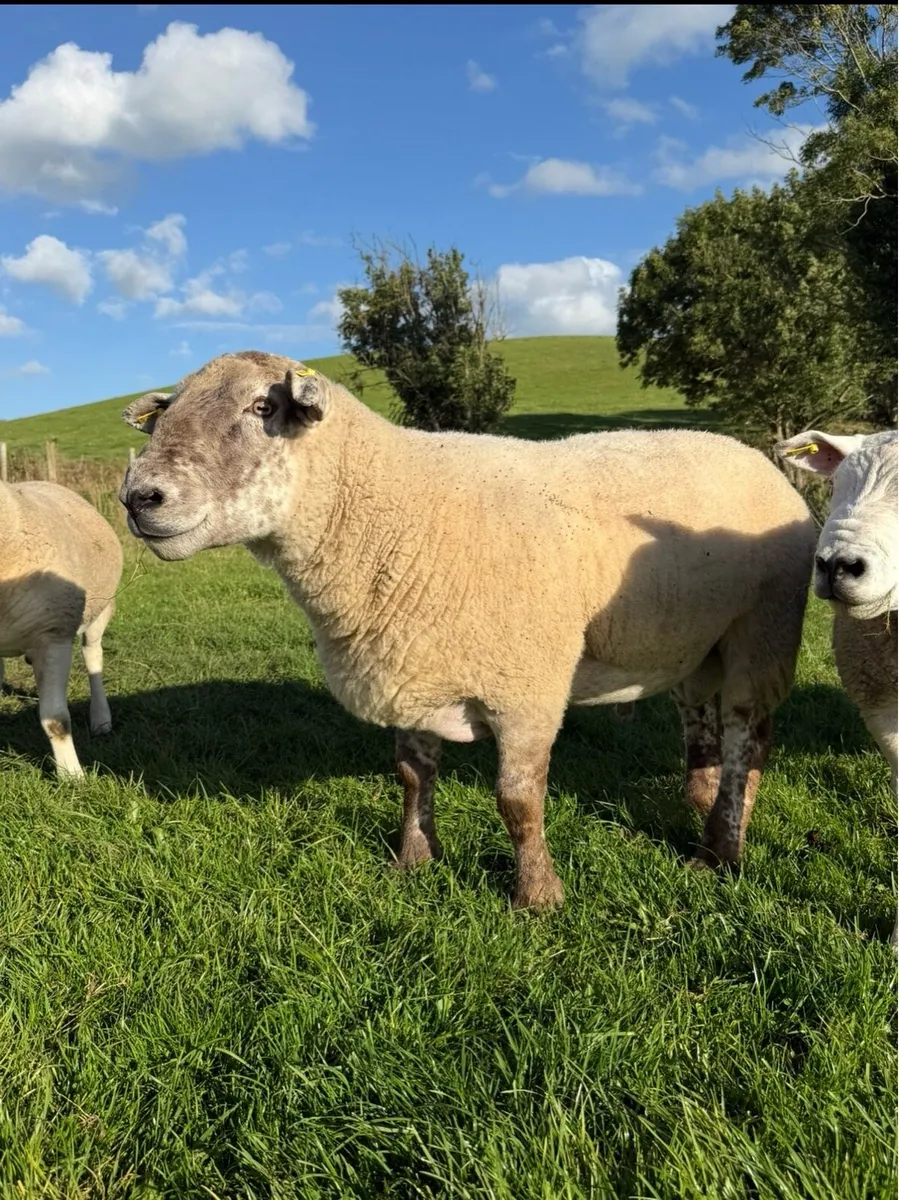 Suff Tex shearling Ram - Image 3
