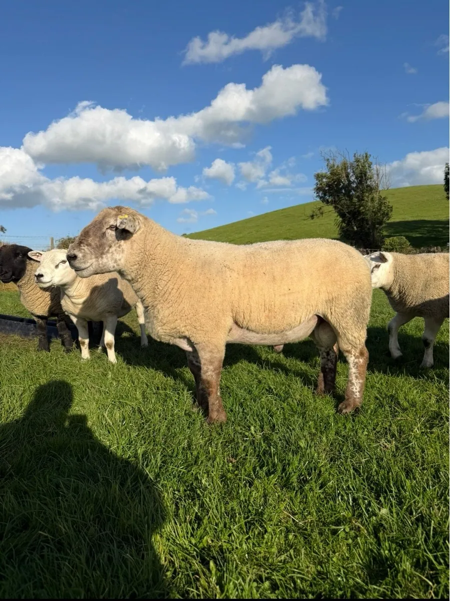 Suff Tex shearling Ram - Image 4