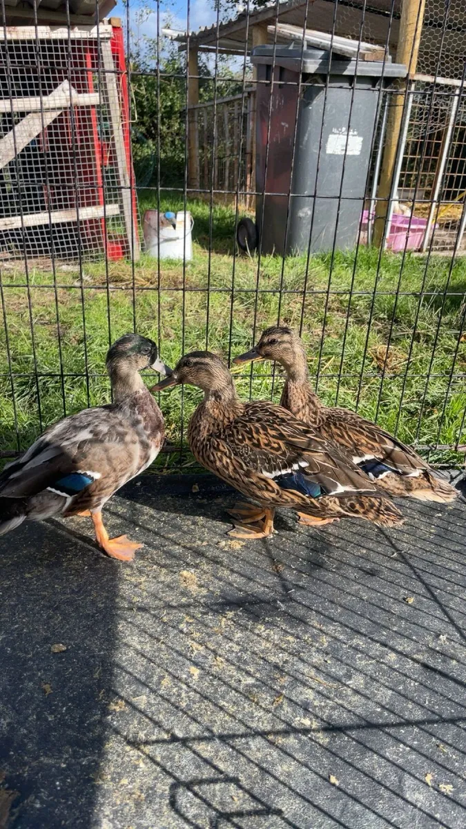 Call ducks - Image 1