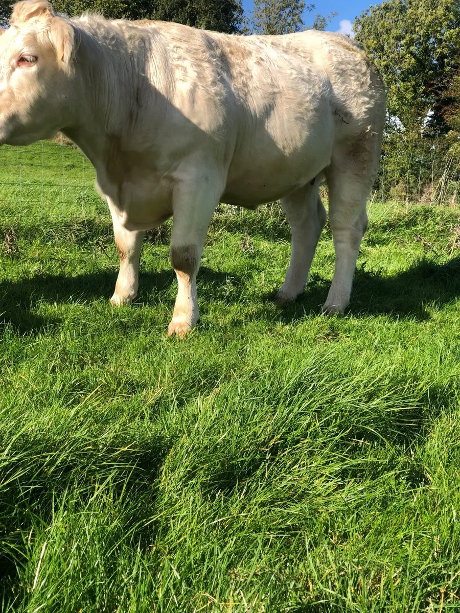 Pedigree  Charolais incalf heifer - Image 1
