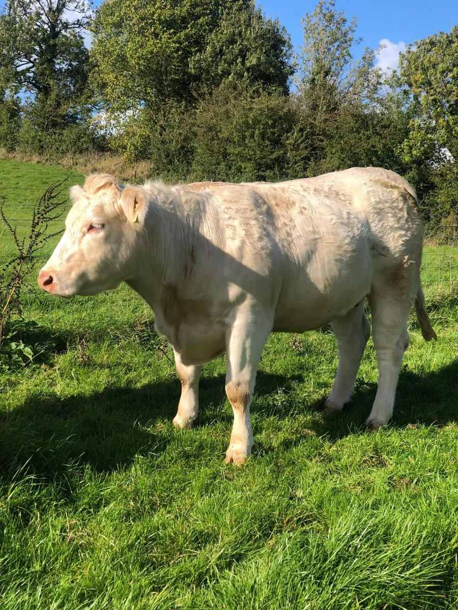 Pedigree  Charolais incalf heifer - Image 2