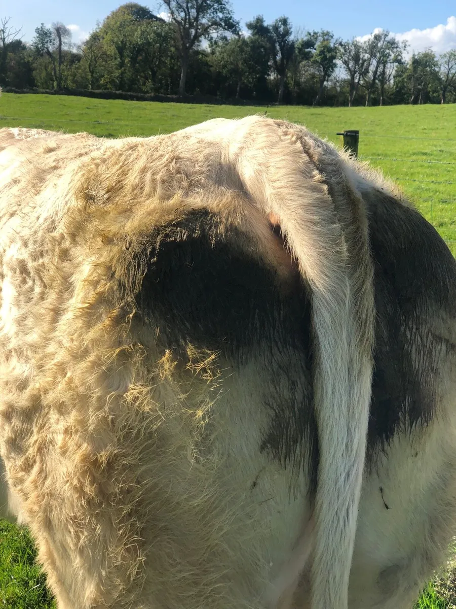 Pedigree  Charolais incalf heifer - Image 3