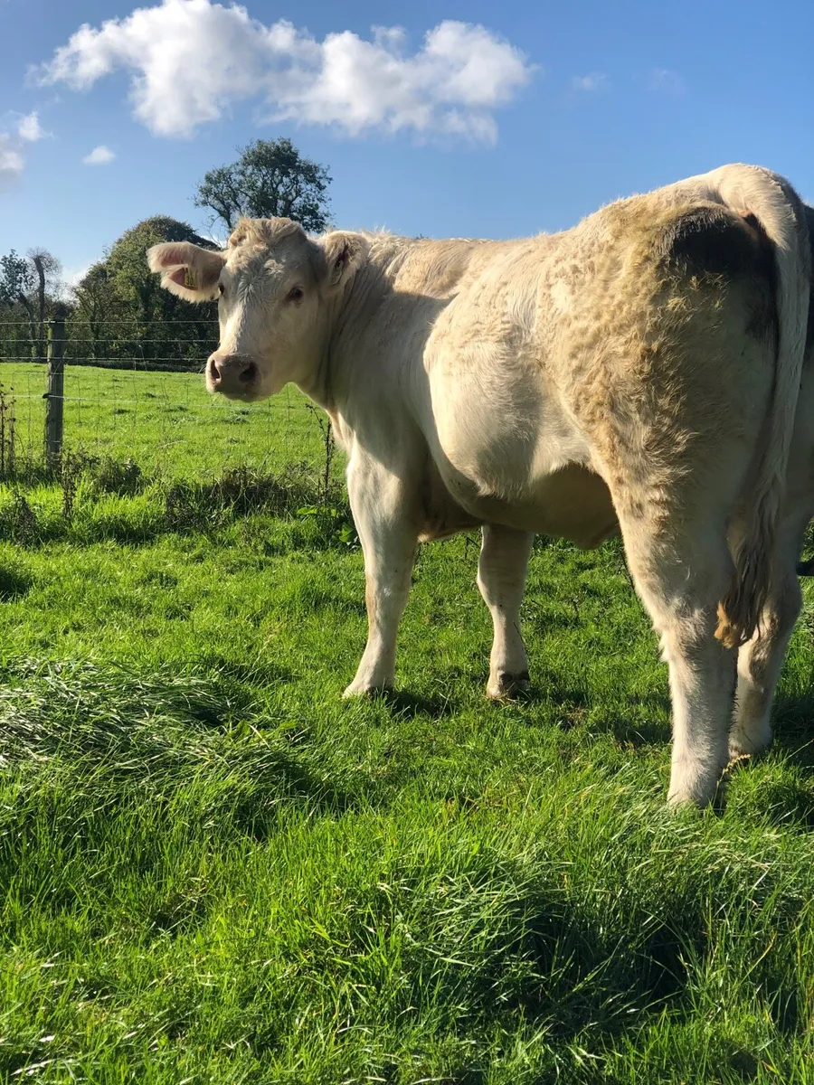 Pedigree  Charolais incalf heifer - Image 4
