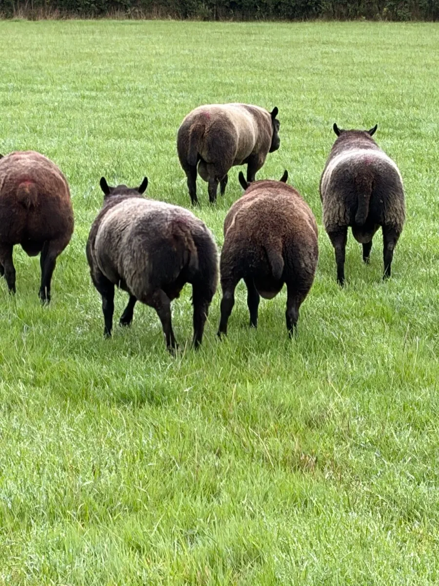 Blue Texel Rams - Image 1