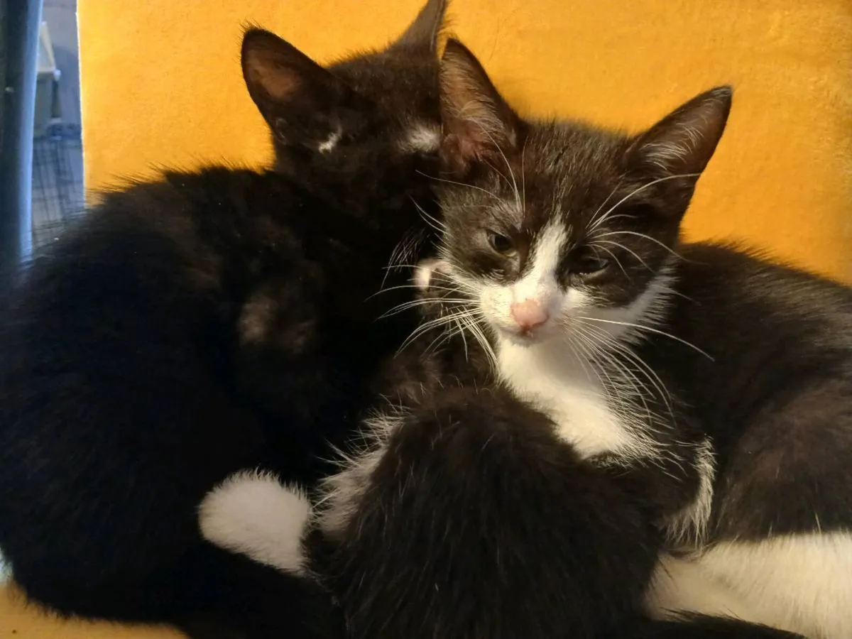 3 Kittens for sale - Image 1
