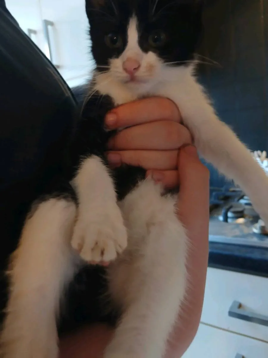 3 Kittens for sale - Image 2