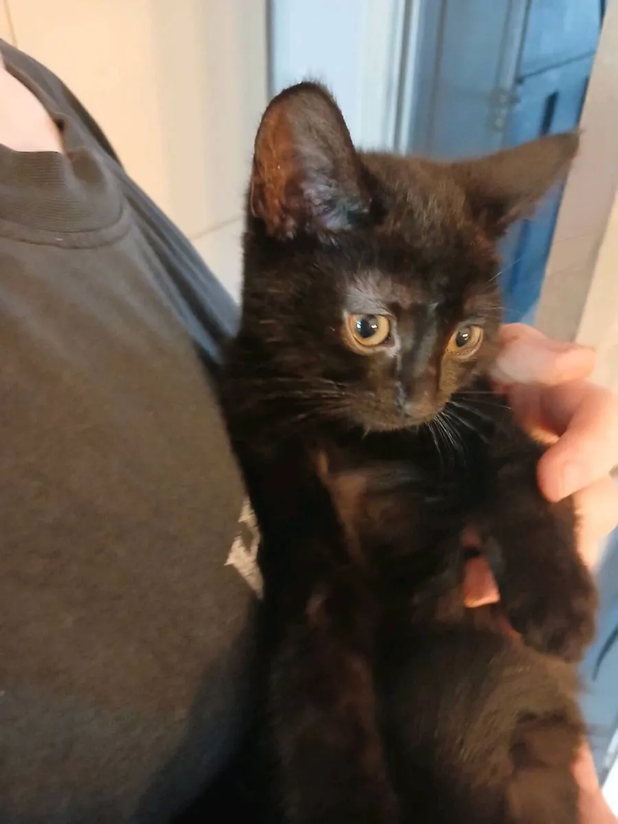 3 Kittens for sale - Image 4
