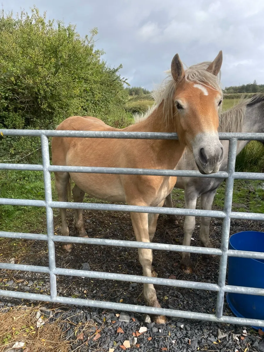 haflinger yearling - Image 2
