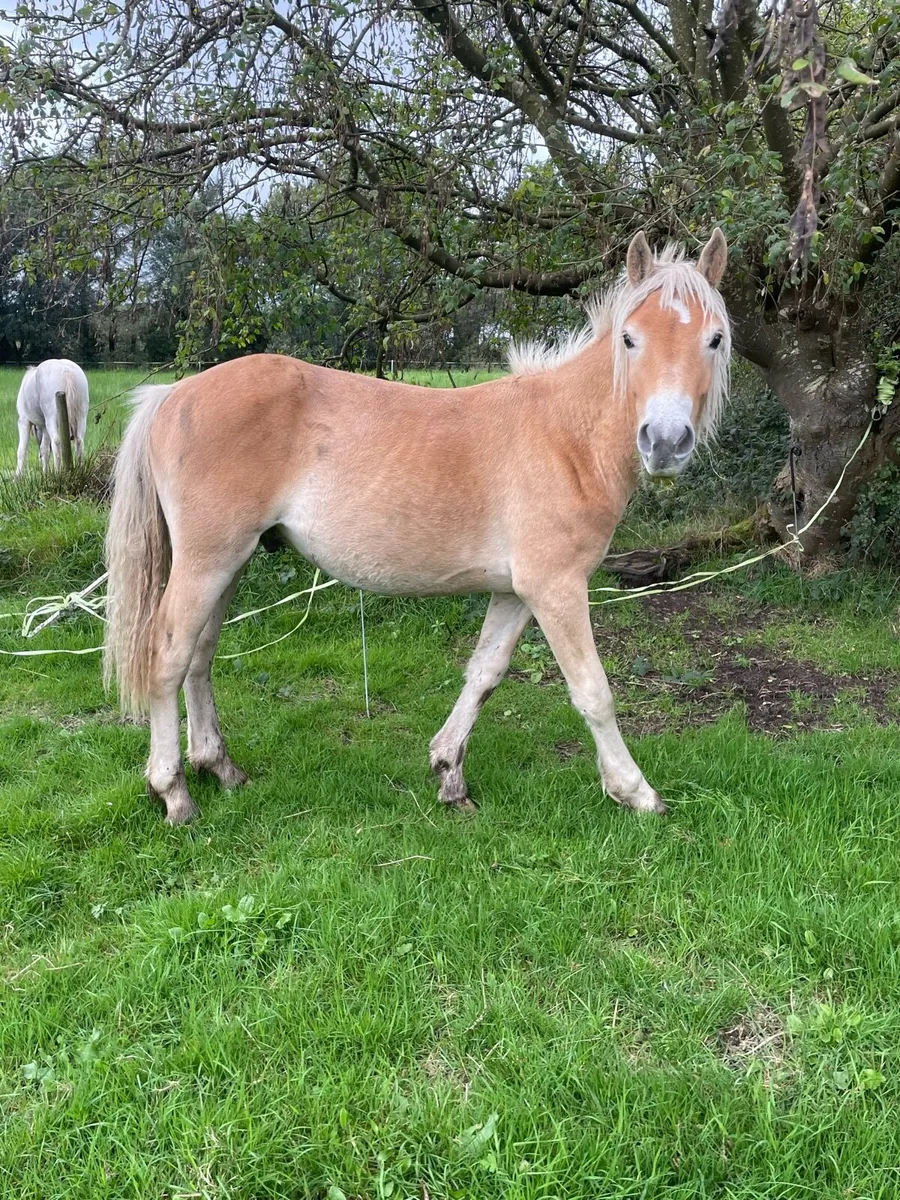 haflinger yearling - Image 1