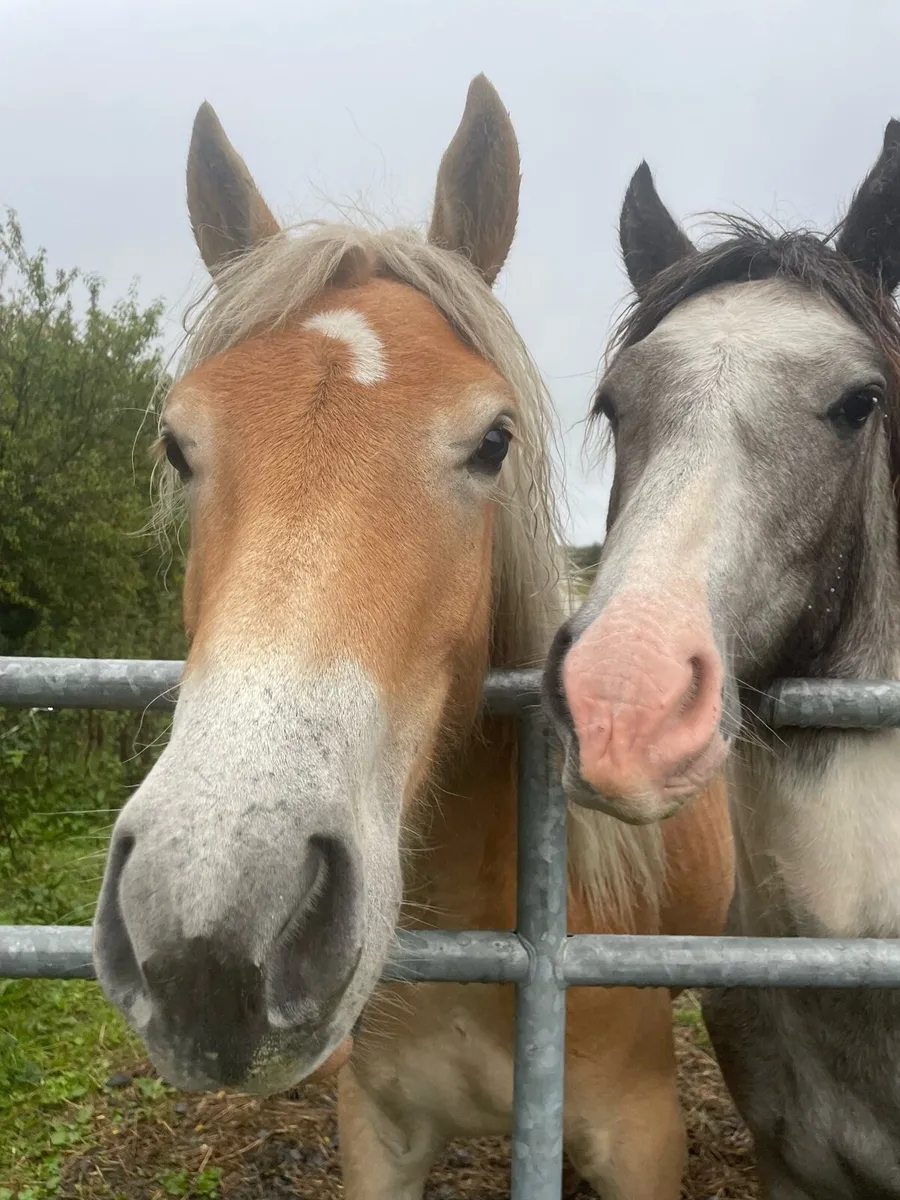 haflinger yearling - Image 3