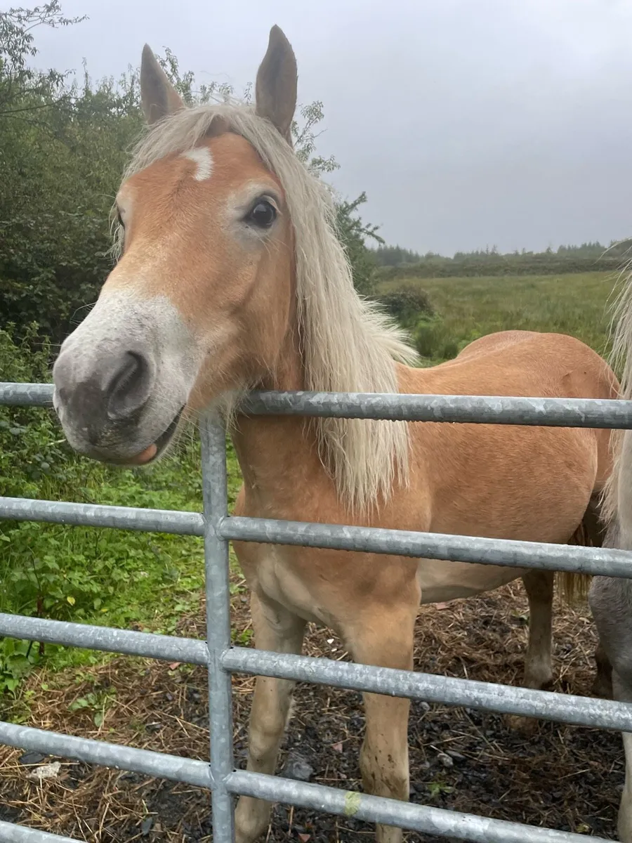 haflinger yearling - Image 4