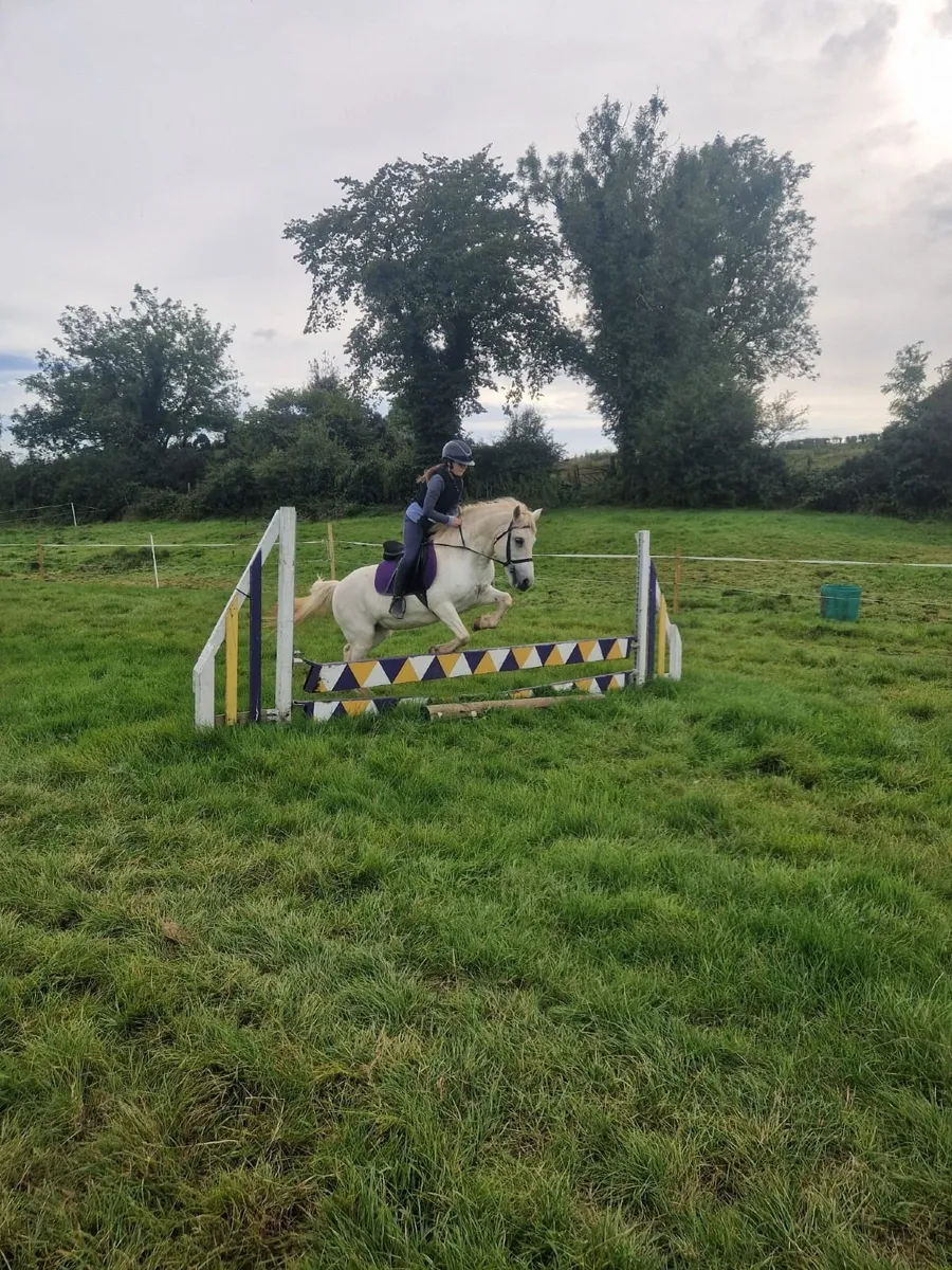 Pony - Image 1