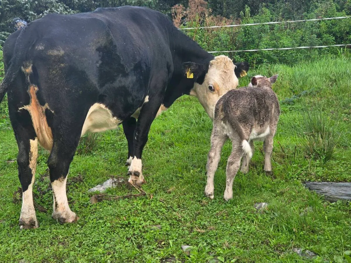 Suckler  cows with charx calf - Image 2