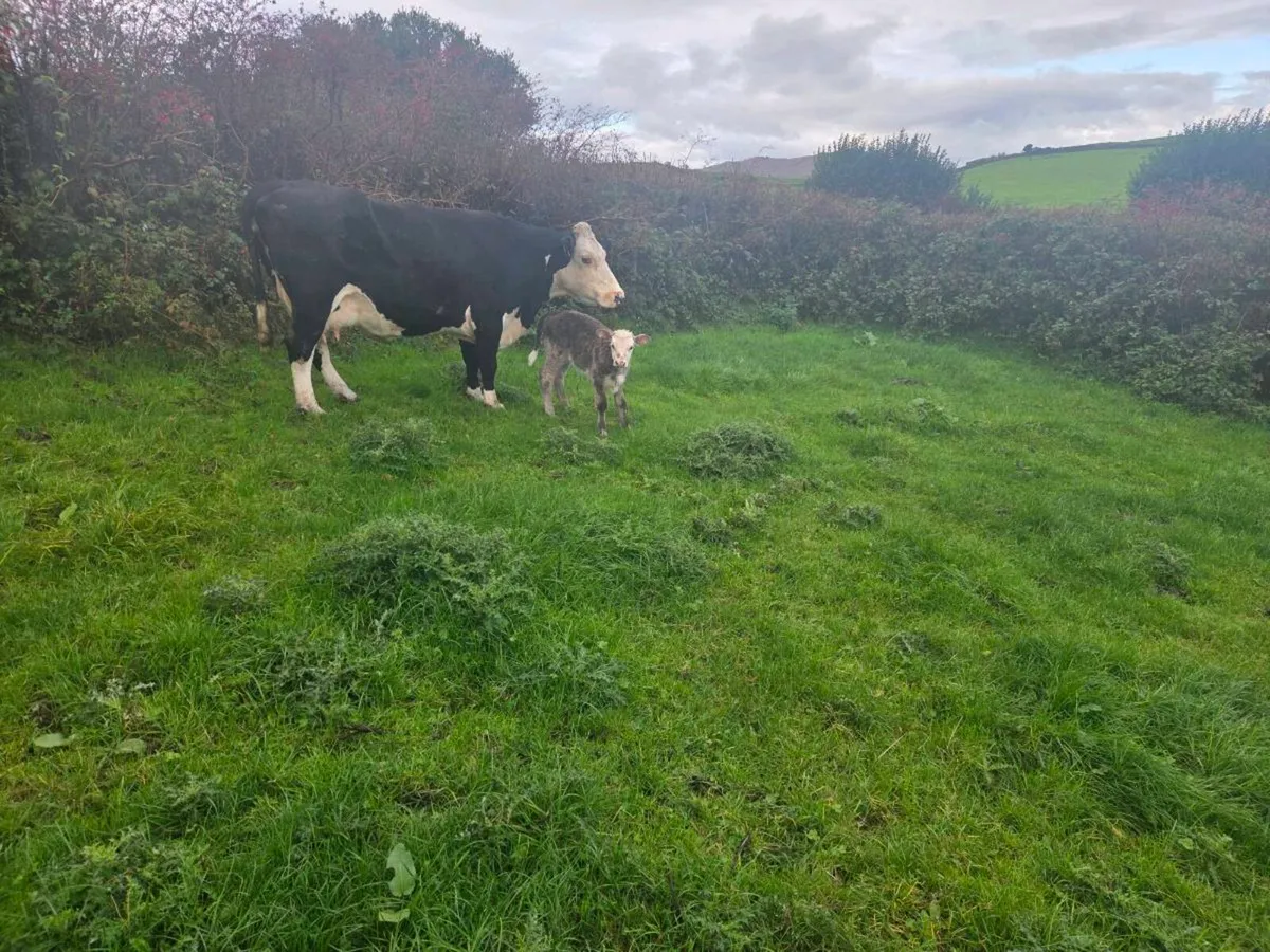 Suckler  cows with charx calf - Image 3