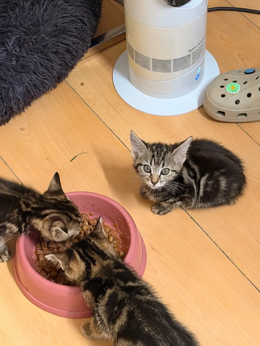 Kittens - Image 3