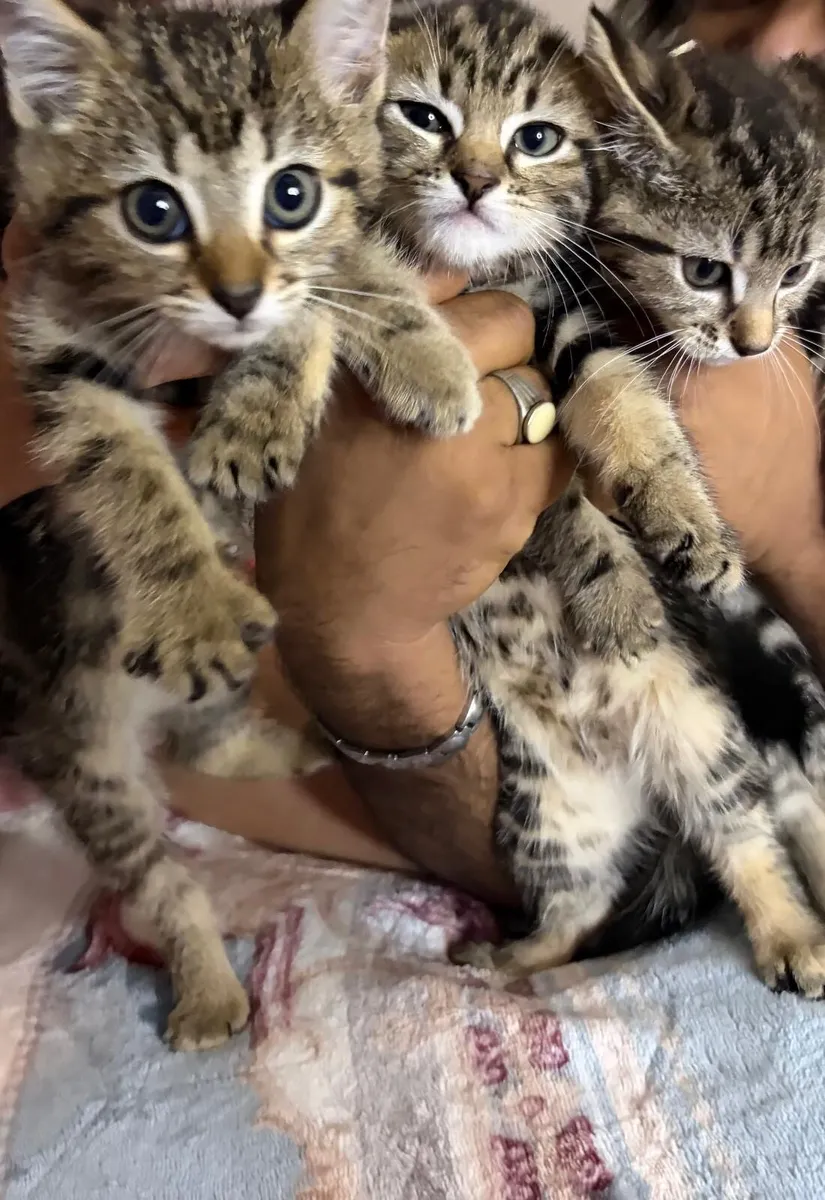 Kittens - Image 2