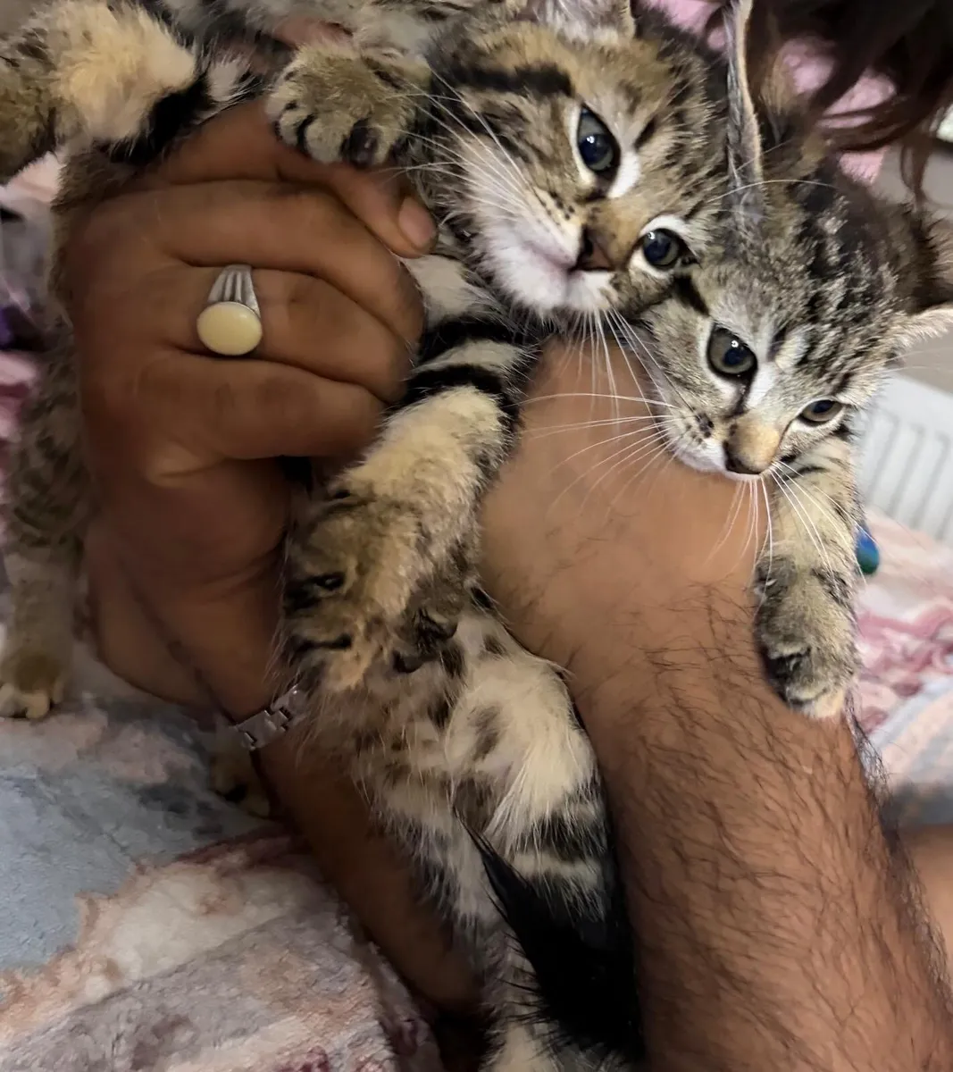 Kittens - Image 1