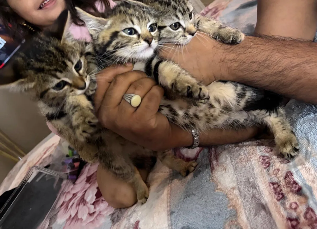 Kittens - Image 4