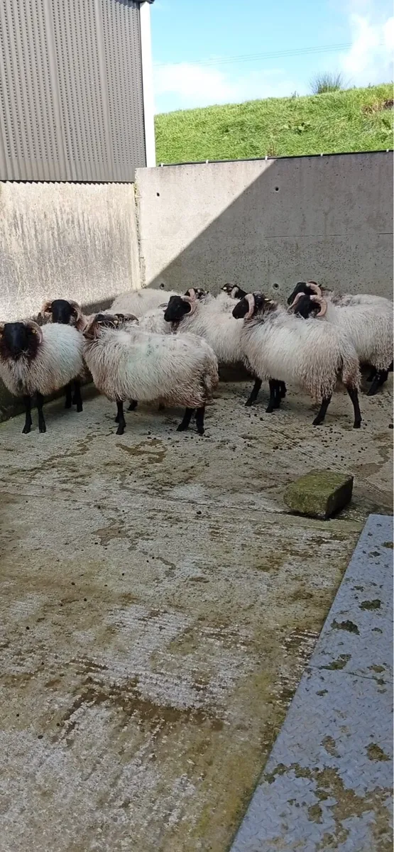 Mountain Ram Lambs - Image 1