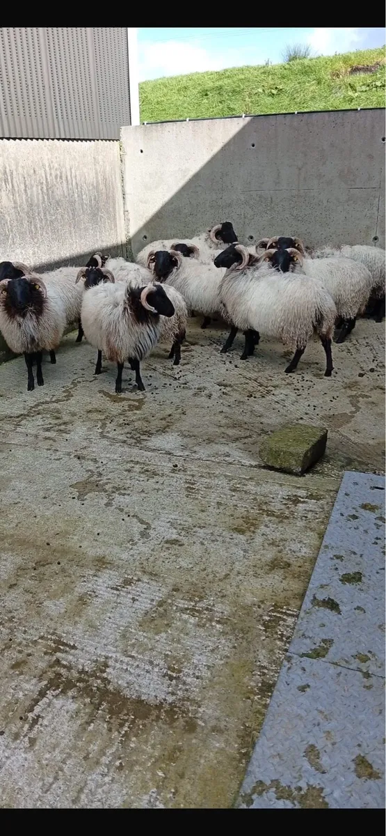 Mountain Ram Lambs - Image 2
