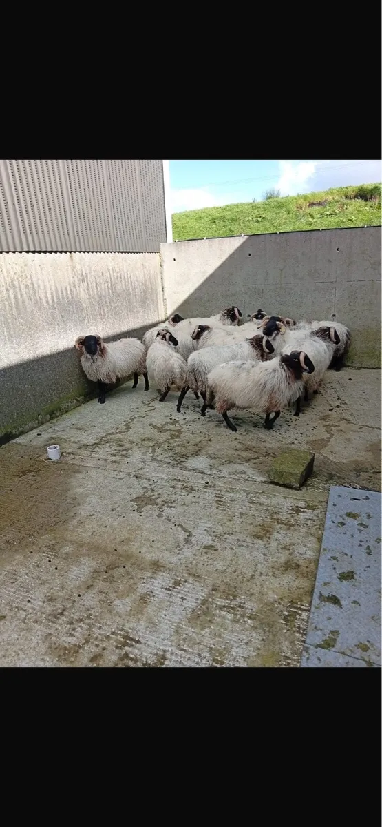 Mountain Ram Lambs - Image 3