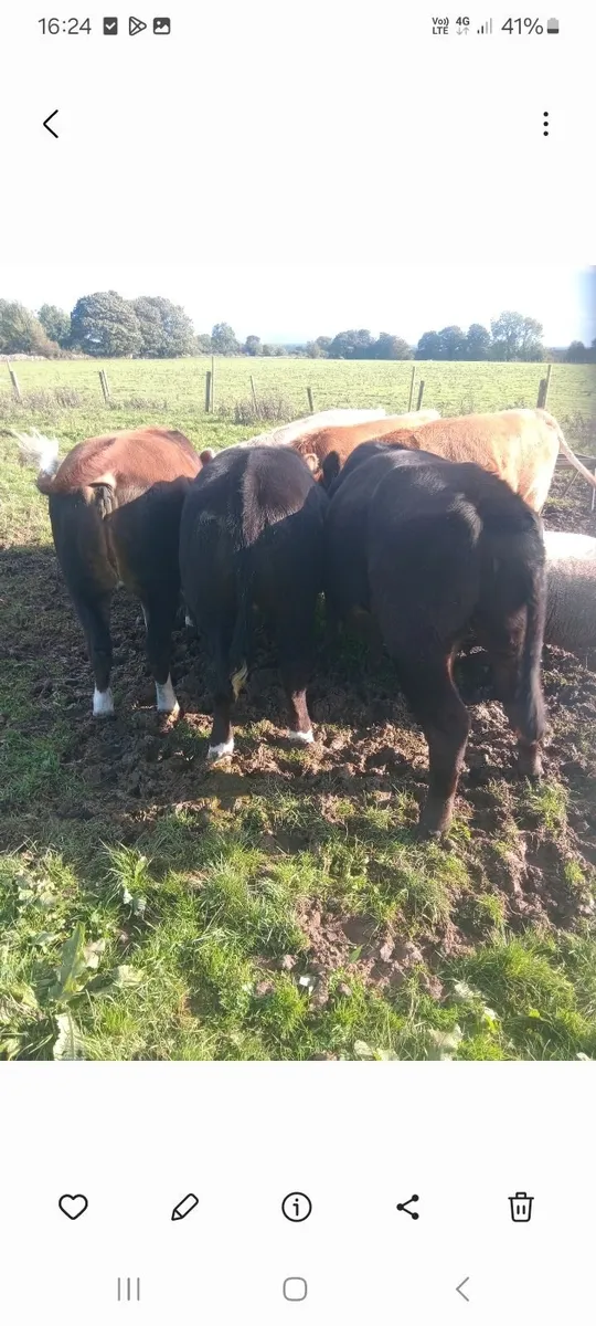 Heifers - Image 1