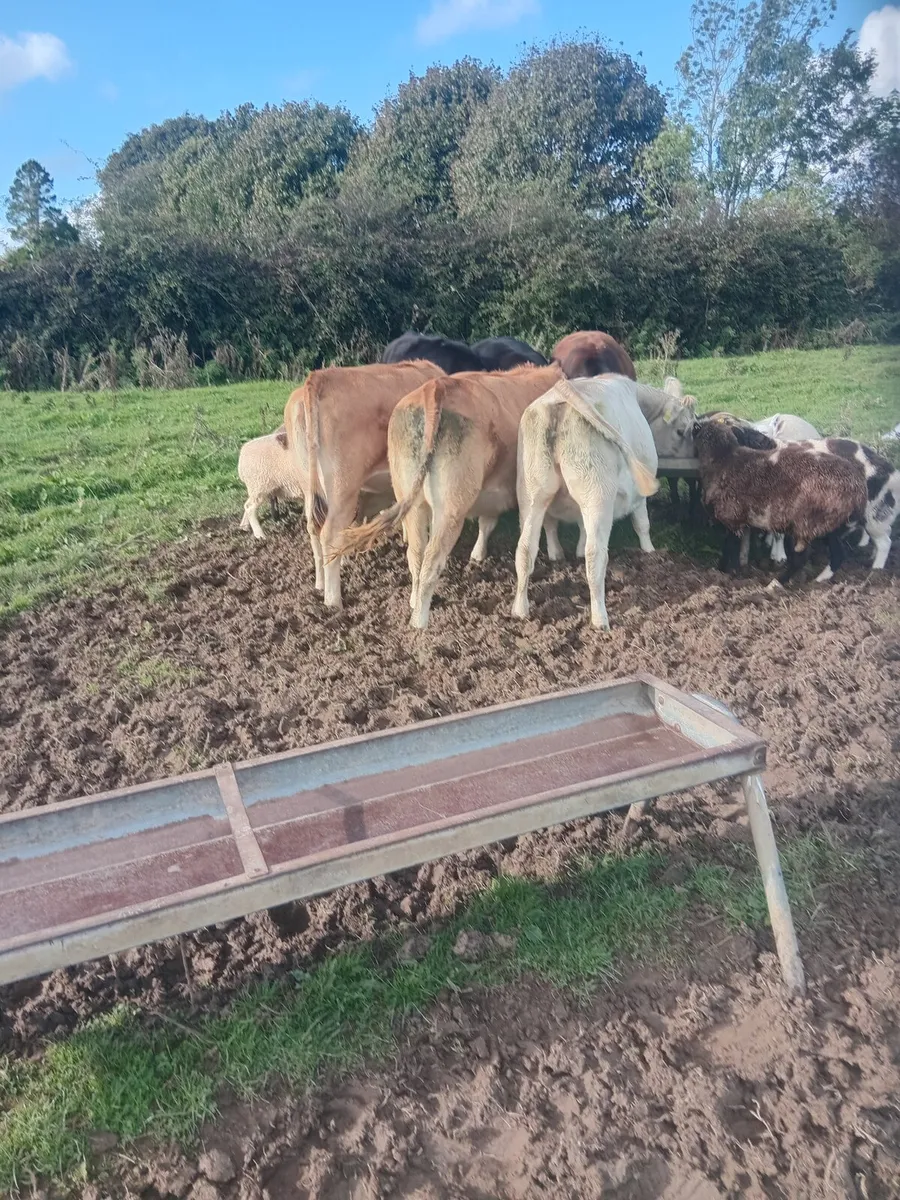 Heifers - Image 2