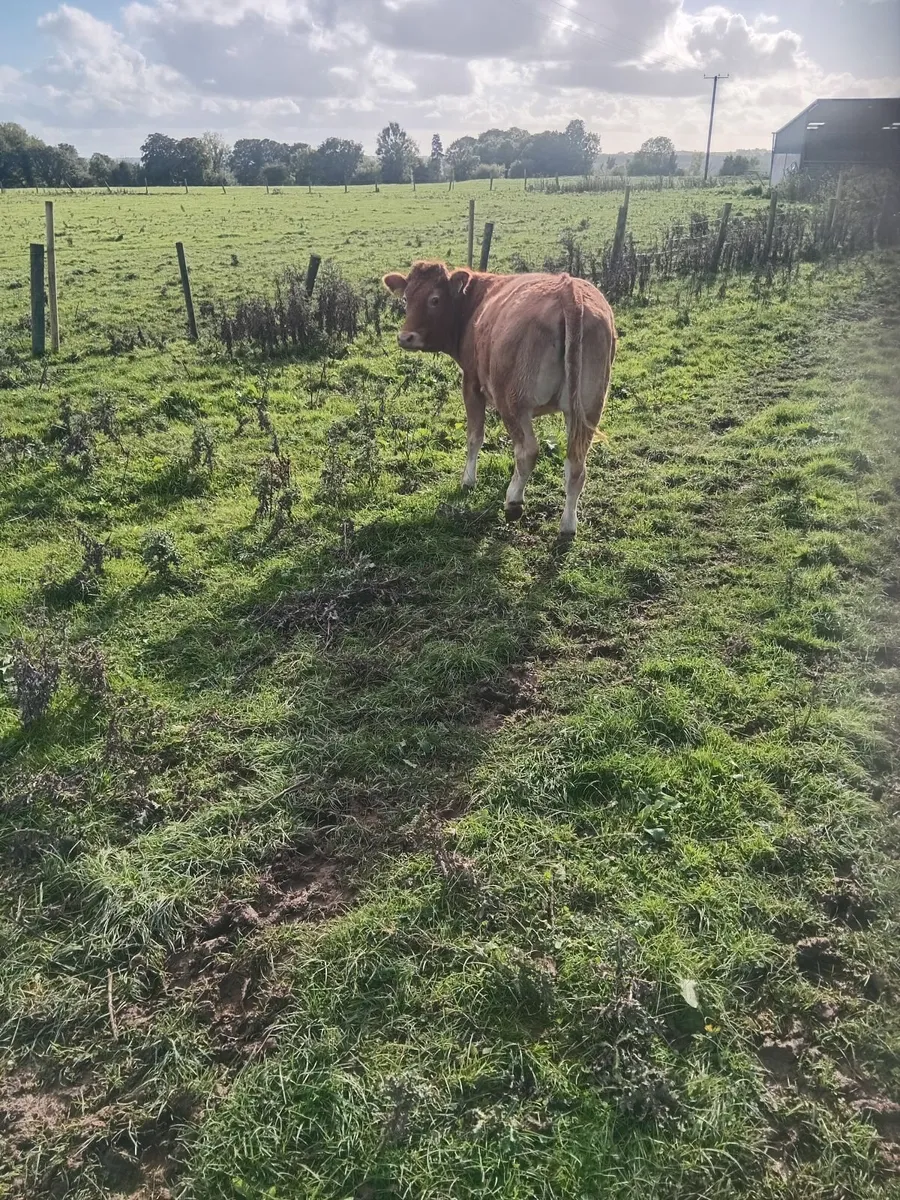 Heifers - Image 3