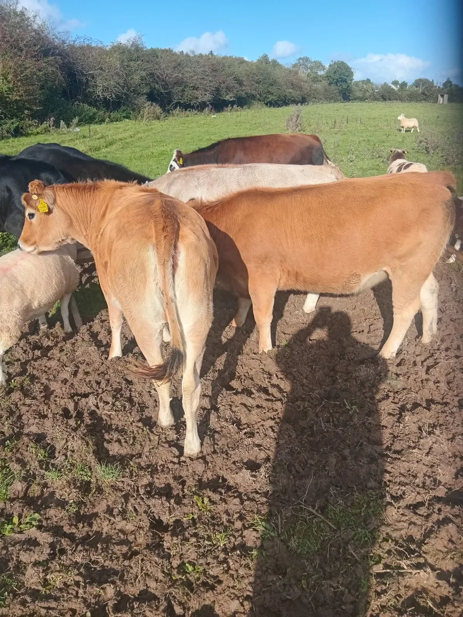 Heifers - Image 4