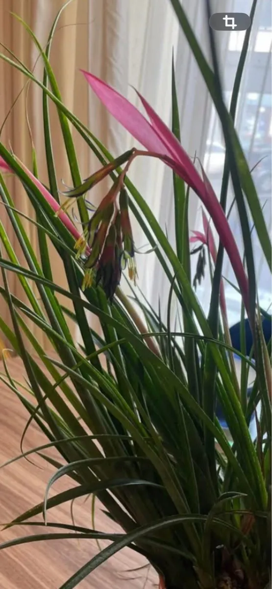 Queen’s tears plant , mature thanksgiving cactus. - Image 4