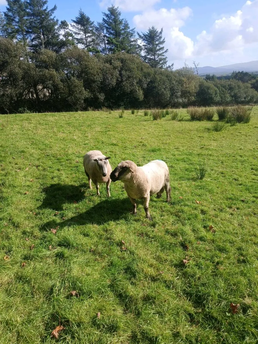 Rams for sale - Image 1