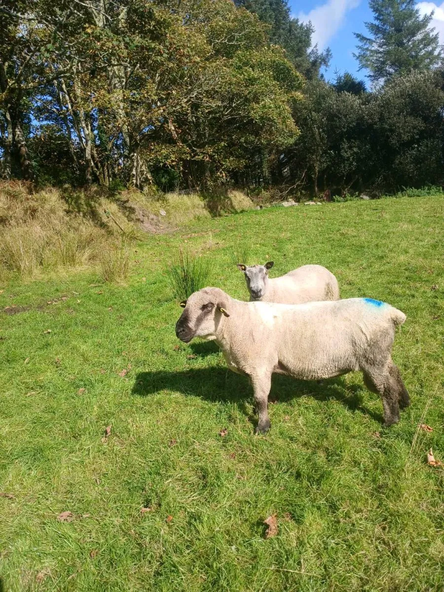 Rams for sale - Image 2