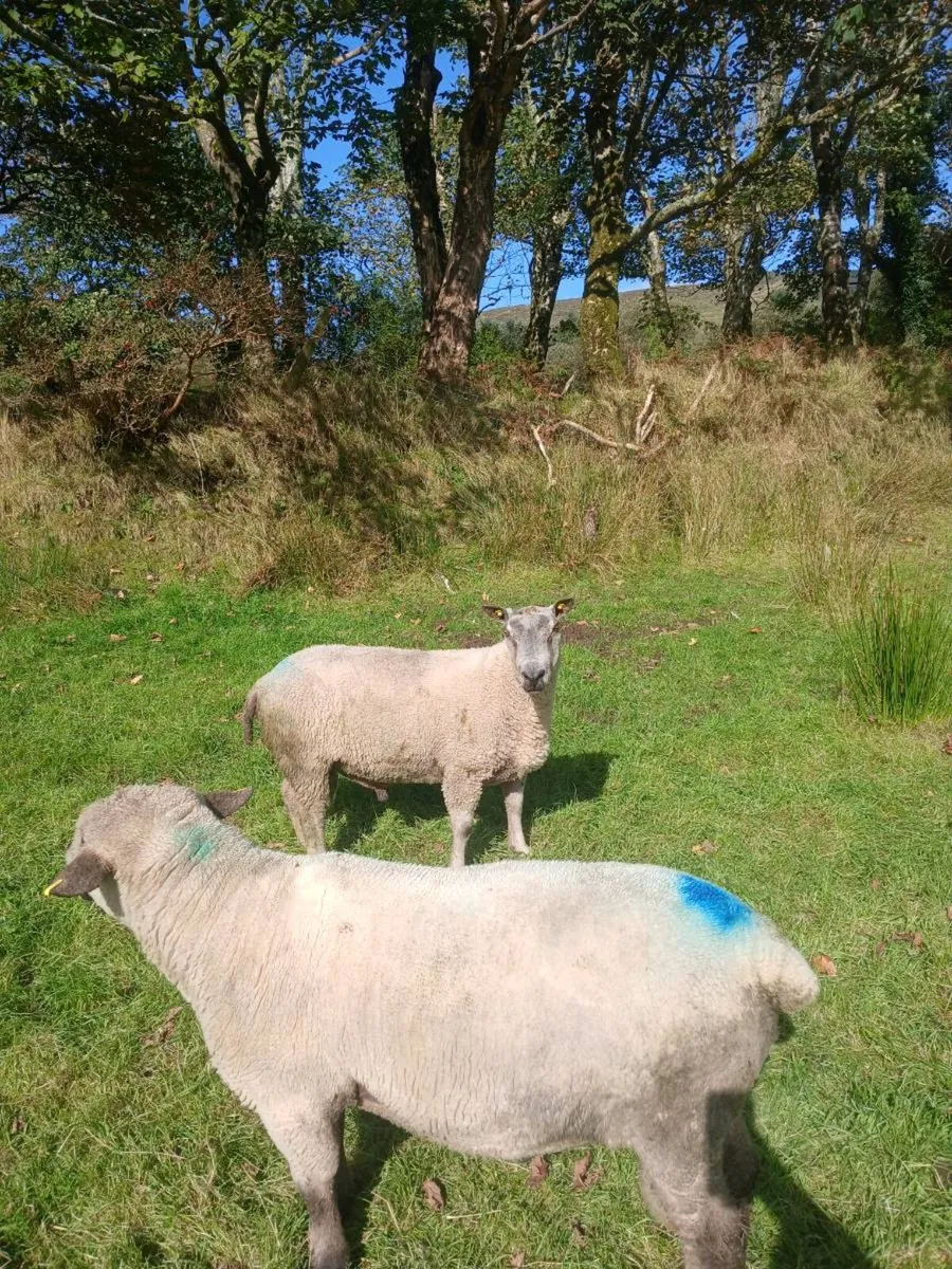 Rams for sale - Image 3