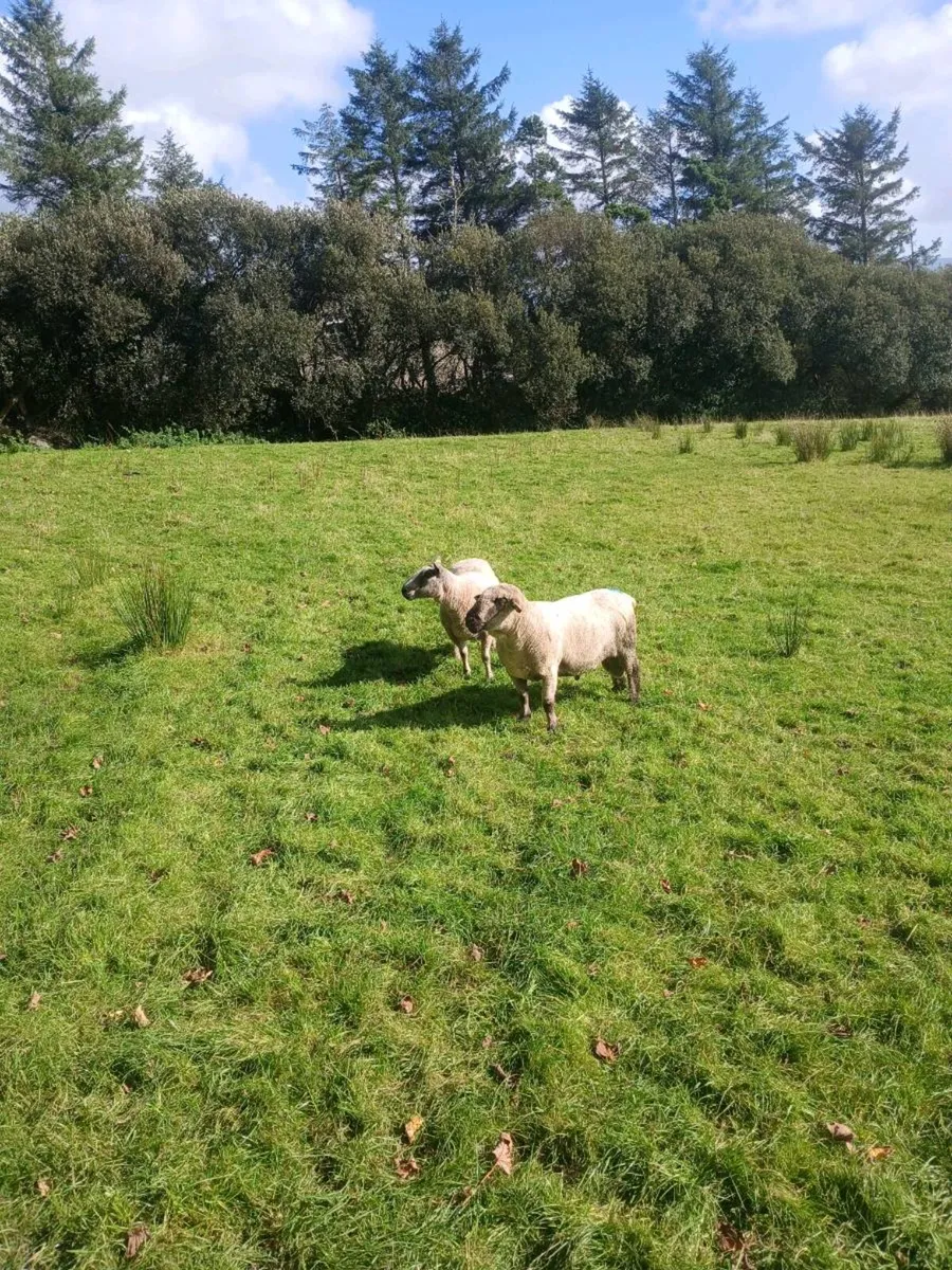 Rams for sale - Image 4
