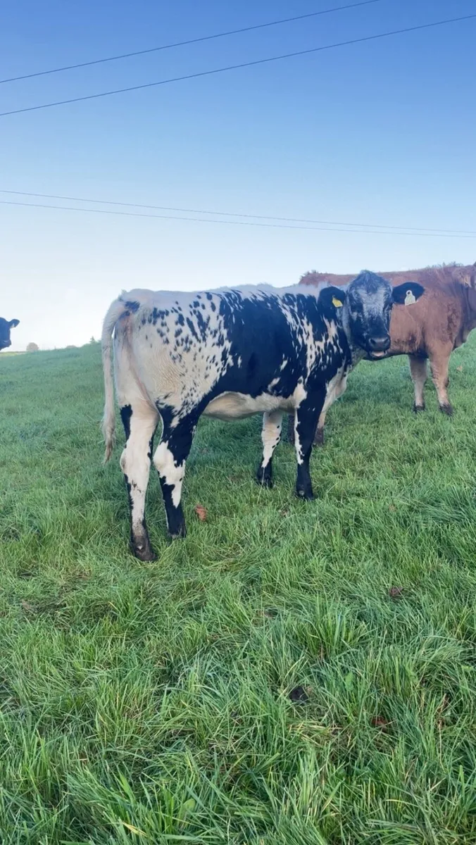⭐️Super speckled park heifers⭐️ - Image 4