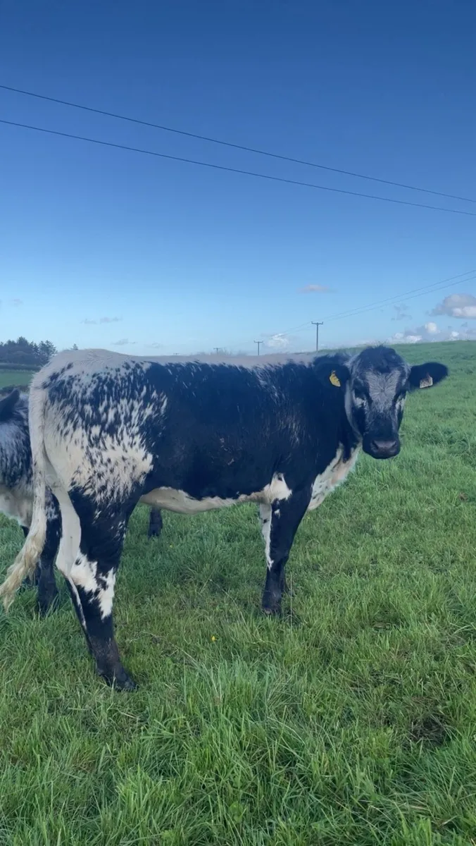 ⭐️Super speckled park heifers⭐️ - Image 1