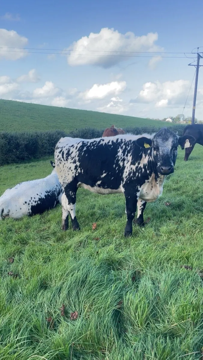 ⭐️Super speckled park heifers⭐️ - Image 2