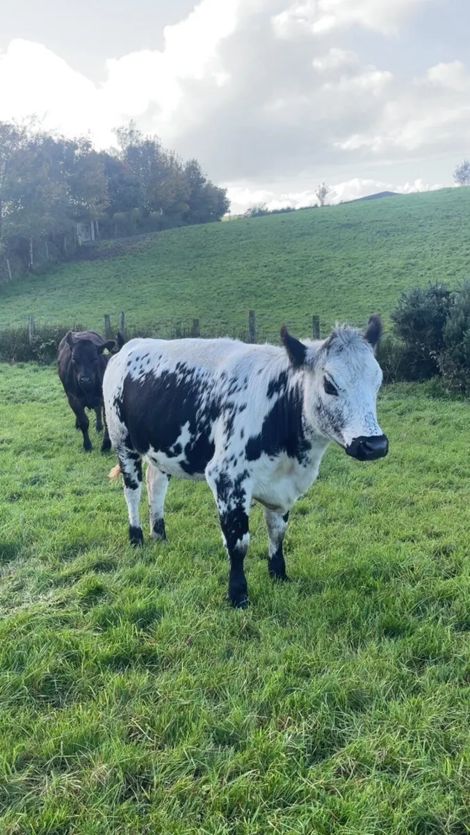 ⭐️Super speckled park heifers⭐️ - Image 3