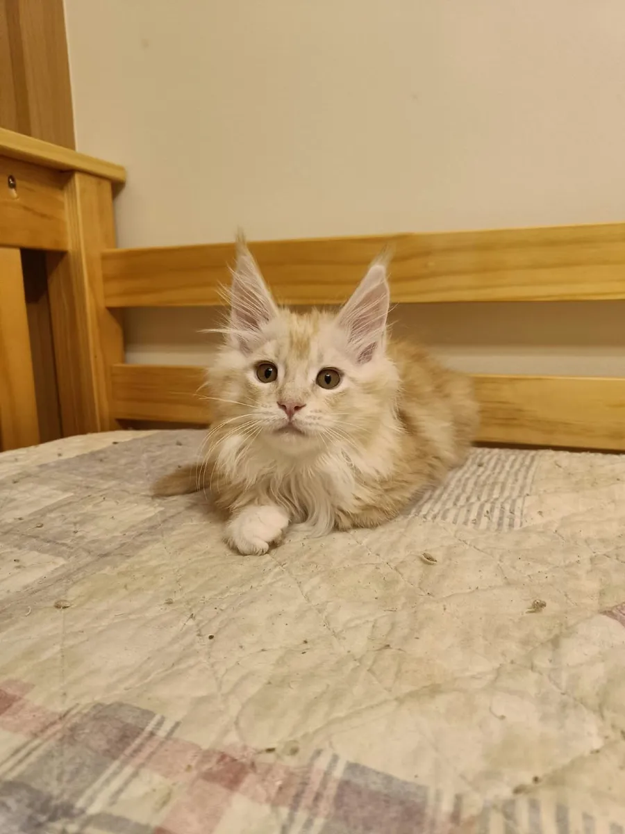 Maine Coon Iker (WCF registered) for sale. - Image 1