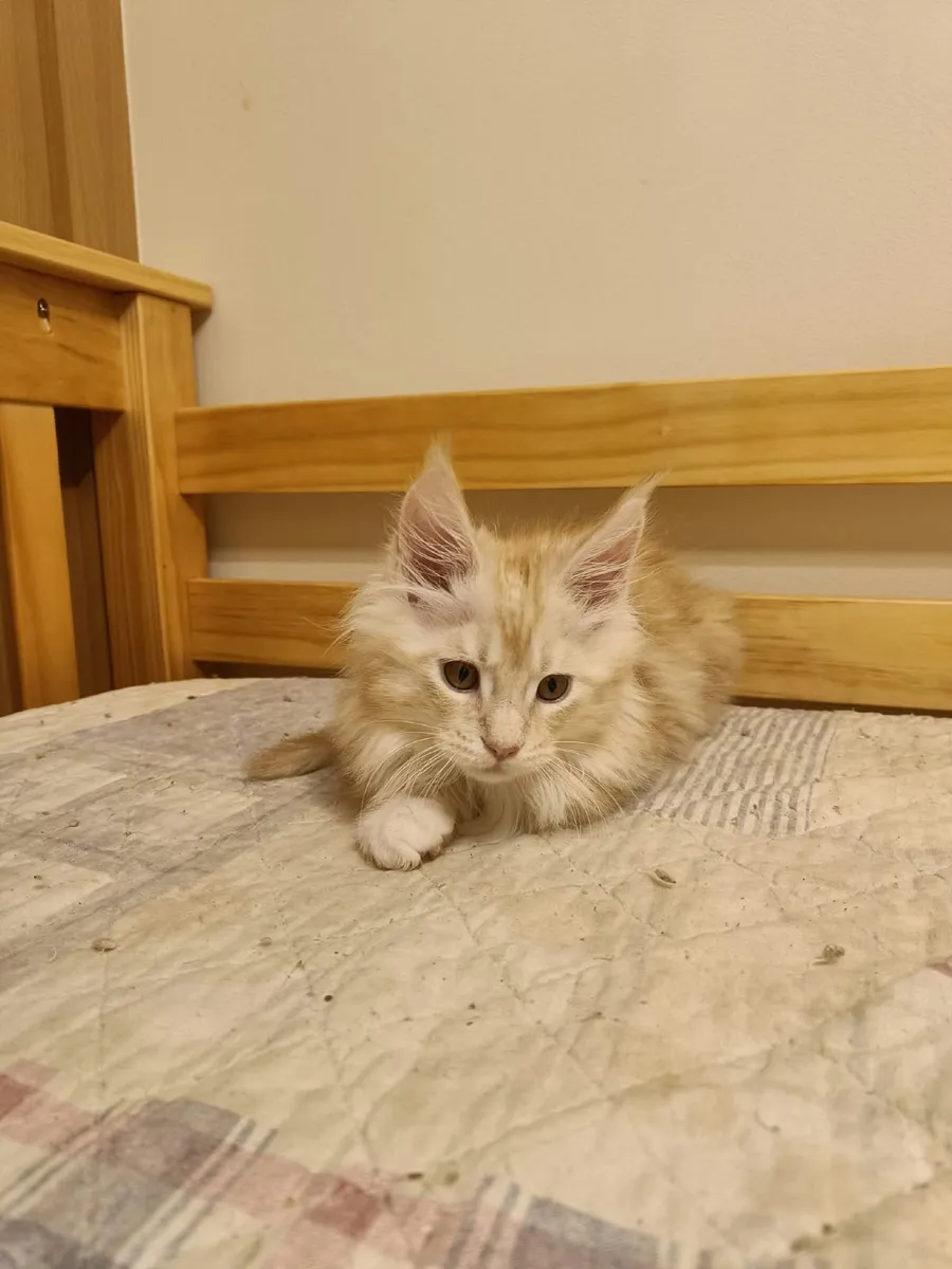 Maine Coon Iker (WCF registered) for sale. - Image 2