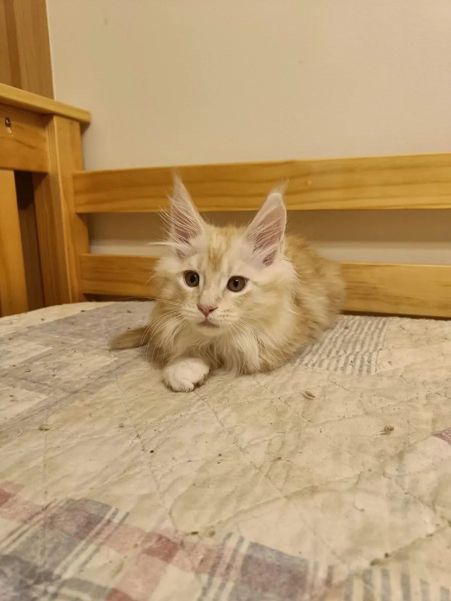 Maine Coon Iker (WCF registered) for sale. - Image 3