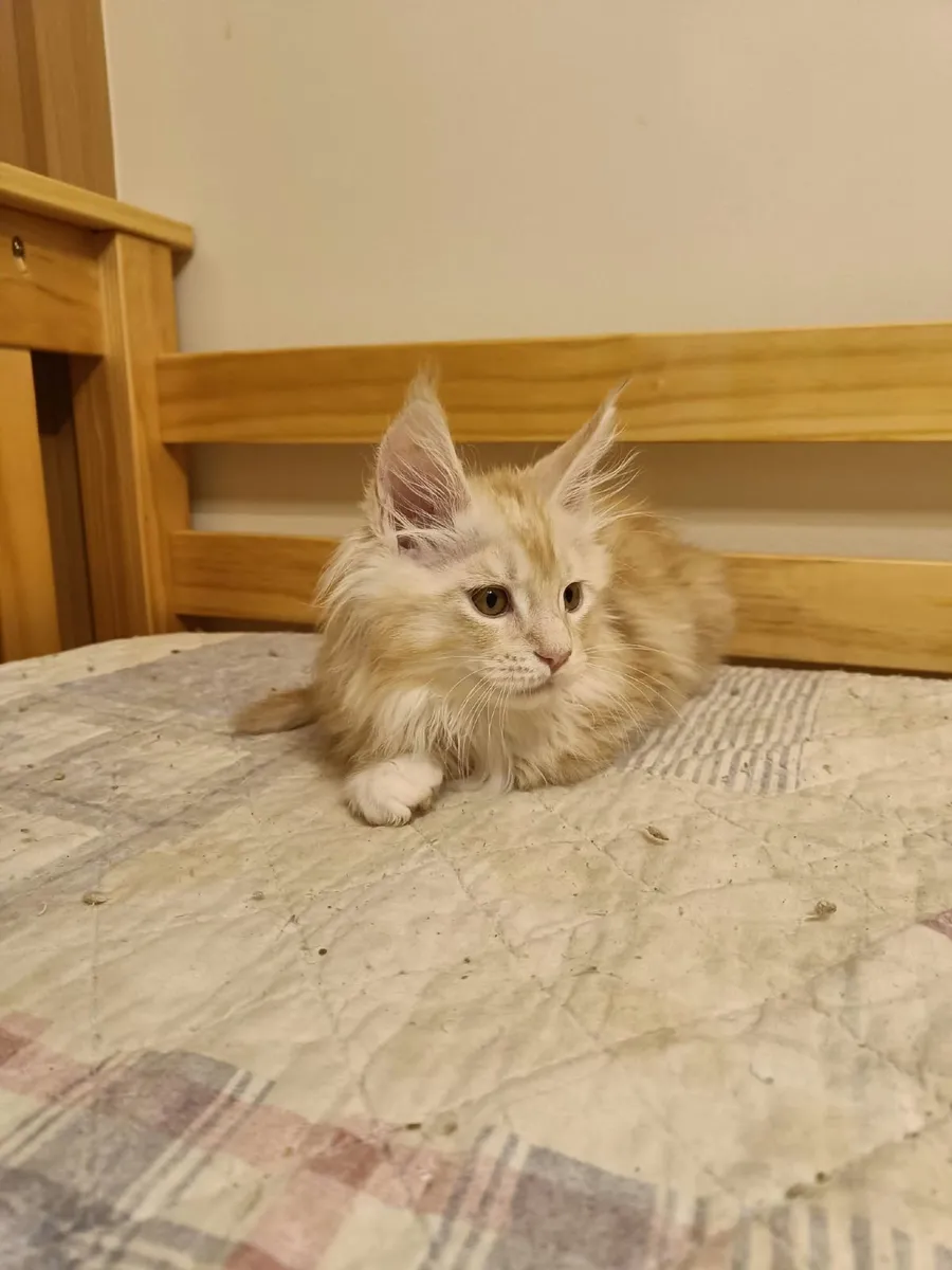 Maine Coon Iker (WCF registered) for sale. - Image 4