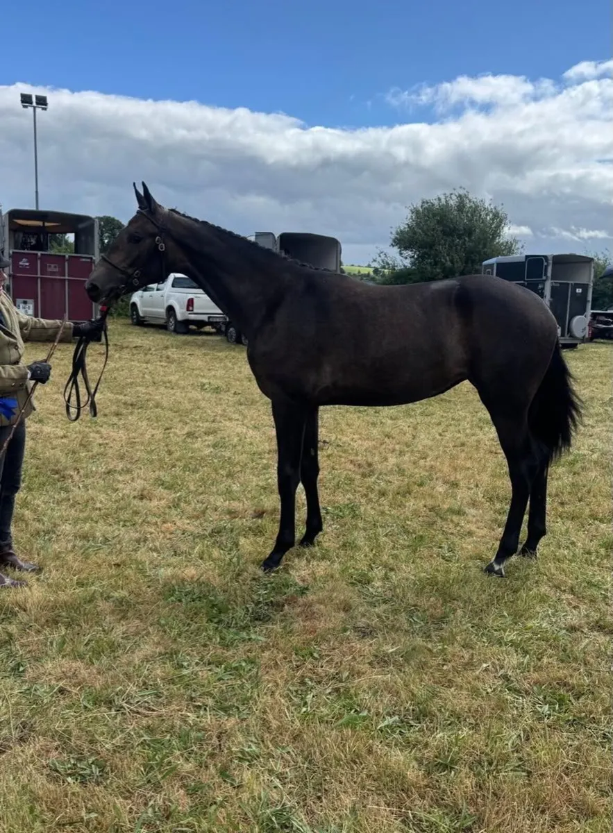 Womanizer X Tyson Filly - Image 2