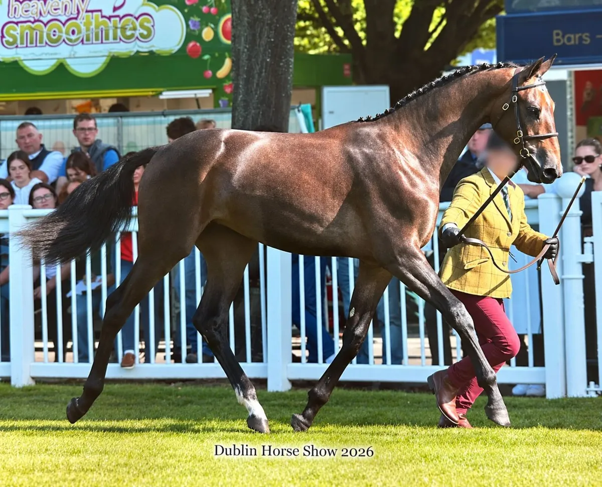 Womanizer X Tyson Filly - Image 1