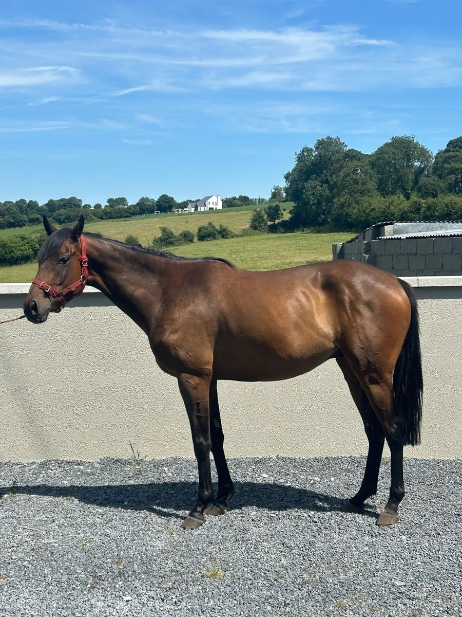 5 year old gelding unbroken - Image 2