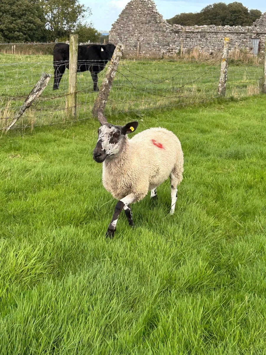 1 crop ewes - Image 1