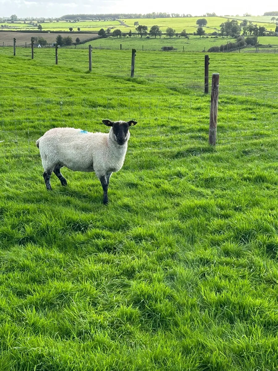 1 crop ewes - Image 2