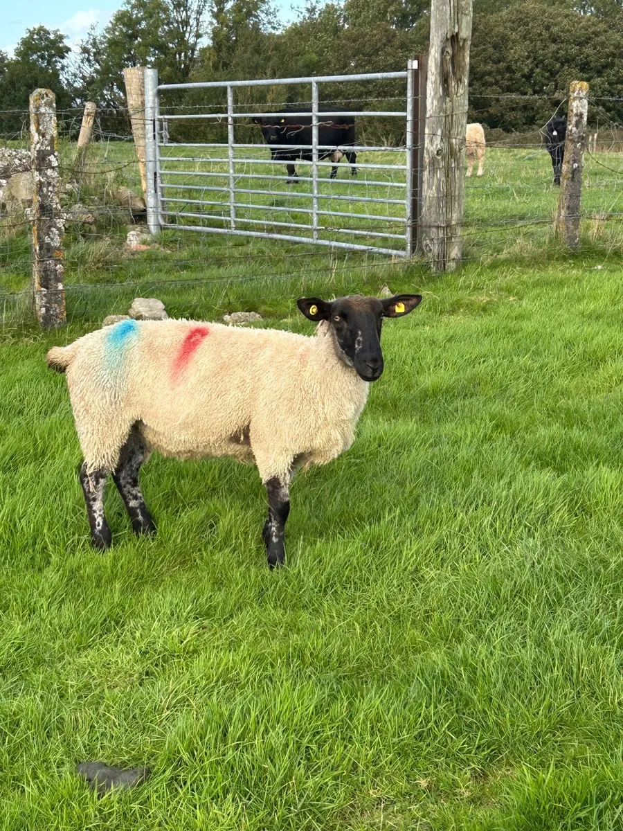 1 crop ewes - Image 3
