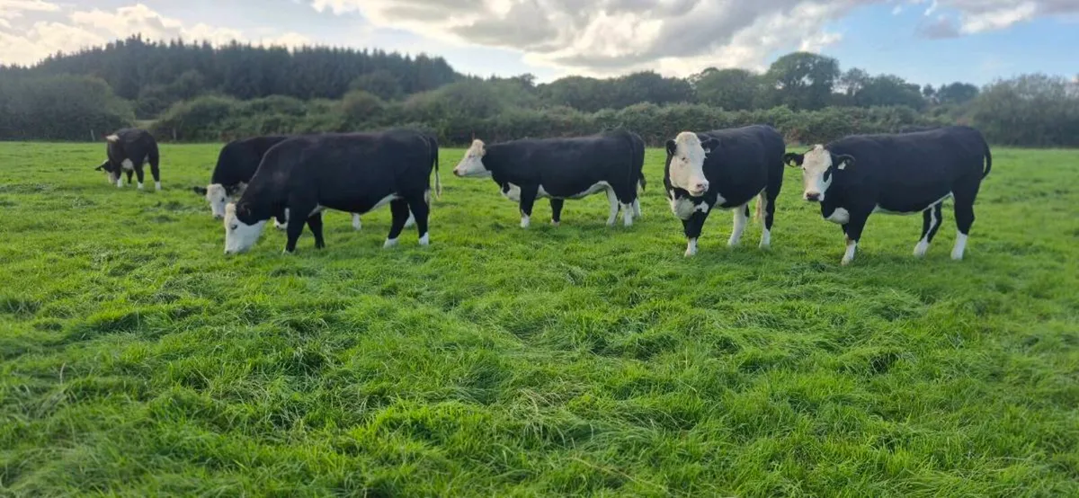 Hereford heifers for sale - Image 2
