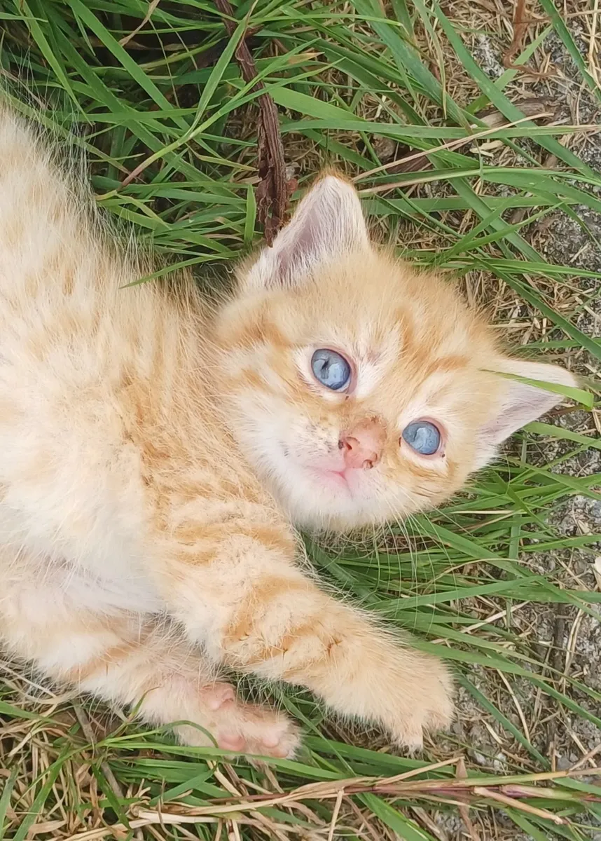 Beautiful fluffy playful kittens - Image 3